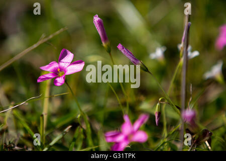 Asuncion, Paraguay. 5th Jun, 2016. A blooming pink Wood sorrel (genus Oxalis) flower is seen during sunny day in Asuncion, Paraguay. Credit: Andre M. Chang/Alamy Live News Stock Photo