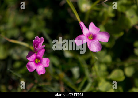 Asuncion, Paraguay. 5th Jun, 2016. A blooming pink Wood sorrel (genus Oxalis) flower is seen during sunny day in Asuncion, Paraguay. Credit: Andre M. Chang/Alamy Live News Stock Photo