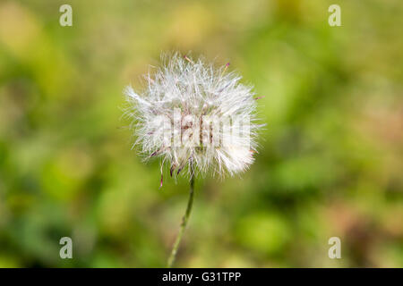 Asuncion, Paraguay. 5th Jun, 2016. Chaptalia nutans flower, is seen during sunny day in Asuncion, Paraguay. Credit: Andre M. Chang/Alamy Live News Stock Photo