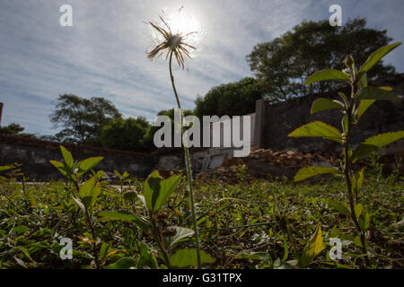 Asuncion, Paraguay. 5th Jun, 2016. Chaptalia nutans flower under the brightly sun, is seen during sunny day in Asuncion, Paraguay. Credit: Andre M. Chang/Alamy Live News Stock Photo