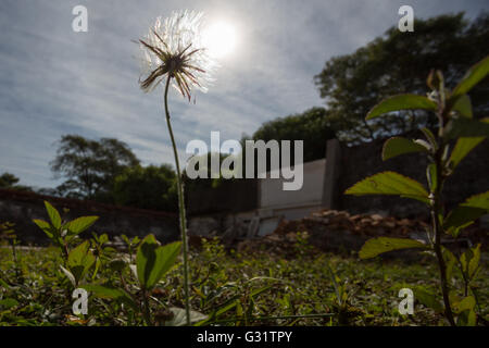 Asuncion, Paraguay. 5th Jun, 2016. Chaptalia nutans flower under the brightly sun, is seen during sunny day in Asuncion, Paraguay. Credit: Andre M. Chang/Alamy Live News Stock Photo