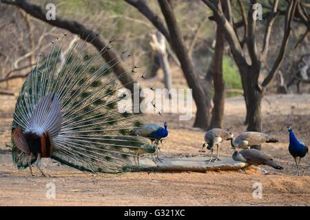 Jaipur, India. 06th June, 2016. A peacock dance at Jhalana Nature Park in Jaipur, Rajasthan. Jhalana Forest or Jhalana Nature Park spread over 33 sq km east of Jaipur. Tourists coming to Jaipur will now have more to look forward beside forts and palaces. For wildlife lovers Jhalana forest is the best option to see Leopards, Blue Bulls, Langoors, Macaques Spotted Deer, Monitor Lizard, Peacocks, Kingfisher and many more birds and animals. Credit:  Vishal Bhatnagar/Pacific Press/Alamy Live News Stock Photo