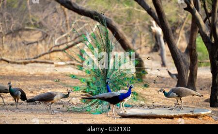 Jaipur, India. 06th June, 2016. A peacock dance at Jhalana Nature Park in Jaipur, Rajasthan. Jhalana Forest or Jhalana Nature Park spread over 33 sq km east of Jaipur. Tourists coming to Jaipur will now have more to look forward beside forts and palaces. For wildlife lovers Jhalana forest is the best option to see Leopards, Blue Bulls, Langoors, Macaques Spotted Deer, Monitor Lizard, Peacocks, Kingfisher and many more birds and animals. Credit:  Vishal Bhatnagar/Pacific Press/Alamy Live News Stock Photo