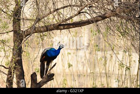Jaipur, India. 06th June, 2016. A peacock at Jhalana Nature Park in Jaipur, Rajasthan. Jhalana Forest or Jhalana Nature Park spread over 33 sq km east of Jaipur. Tourists coming to Jaipur will now have more to look forward beside forts and palaces. For wildlife lovers Jhalana forest is the best option to see Leopards, Blue Bulls, Langoors, Macaques Spotted Deer, Monitor Lizard, Peacocks, Kingfisher and many more birds and animals. Credit:  Vishal Bhatnagar/Pacific Press/Alamy Live News Stock Photo