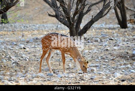 Jaipur, India. 06th June, 2016. A spotted deer search for a grass on a dry land at Jhalana Nature Park in Jaipur, Rajasthan. Jhalana Forest or Jhalana Nature Park spread over 33 sq km east of Jaipur. Tourists coming to Jaipur will now have more to look forward beside forts and palaces. For wildlife lovers Jhalana forest is the best option to see Leopards, Blue Bulls, Langoors, Macaques Spotted Deer, Monitor Lizard, Peacocks, Kingfisher and many more birds and animals. Credit:  Vishal Bhatnagar/Pacific Press/Alamy Live News Stock Photo