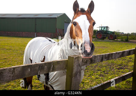 Southport, Lancashire, UK. 07th June, 2016. UK Weather. Hot horses grazing in the paddocks, pastures & rural grassy meadows of Lancashire wearing summer coats, fly rugs, horse summer turnout sheet, sunburn rug, sweet-itch rugs, bug rugs and sheets to protect them from the heat rays, which can scorch and blister their skin. Farmers protect equine livestock from the June sun in the summer months by covering them with horse blanket livery minimising the risk of squamous skin cancer. Stock Photo