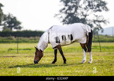 Hot horses grazing in the paddocks, pastures & rural grassy meadows of  Southport , Lancashire wearing summer, white fly rugs, horse summer turnout sheet, sunburn rug, sweet-itch rugs, bug rugs and sheets coats to protect them from the heat rays, which can scorch and blister their skin. Farmers protect equine livestock from the June sun in the summer months by covering them with horse blanket livery minimising the risk of squamous skin cancer. Stock Photo