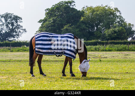 Southport, Lancashire, UK. 7th June, 2016. UK Weather. Hot horses grazing in the paddocks, pastures & rural grassy meadows of Lancashire wearing summer stripy coats, fly rugs, horse summer turnout sheet, sunburn rug, sweet-itch rugs, bug rugs and sheets to protect them from the heat rays, which can scorch and blister their skin. Farmers protect equine livestock from the June sun in the summer months by covering them with horse blanket livery minimising the risk of squamous skin cancer. Stock Photo