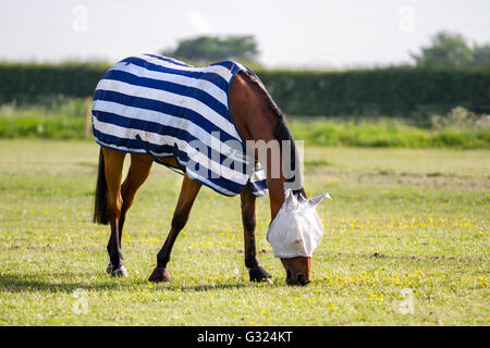 Southport, Lancashire, UK. 7th June, 2016. UK Weather. Hot horses ...