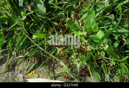 Macro shot of red ants (Myrmica rubra) on a limestone path and the edge of a lawn Stock Photo