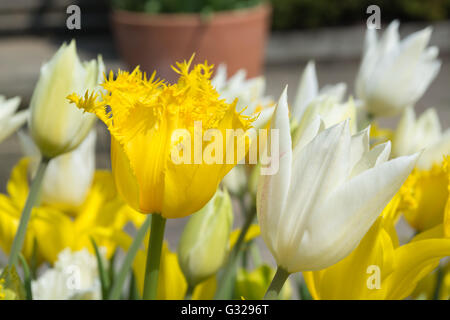 Tulips 'Hamilton' (yellow fringe) & 'White Triumphator' Stock Photo