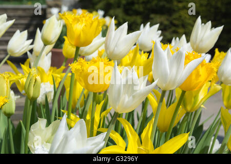 Tulips 'Hamilton' (yellow fringe) 'West Point' (yellow no fringe) & 'White Triumphator' Stock Photo
