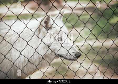 White wolf in a cage staring at liberty. Stock Photo