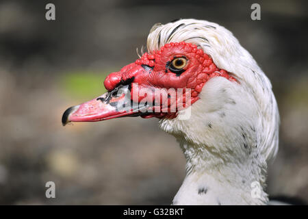 Profile portrait of muscovy duck (Cairina moschata) Stock Photo