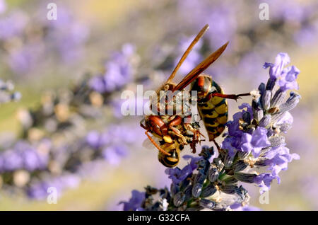 Macro of European hornet (Vespa crabro) eating a honey bee on lavender flower Stock Photo