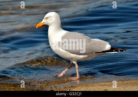 Closeup of herring gull (Larus argentatus) walking at the water's edge Stock Photo