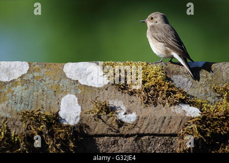 Wild Spotted Flycatcher (Muscicapa striata) perched on top of a roof. Image taken in Angus, Scotland, UK. Stock Photo