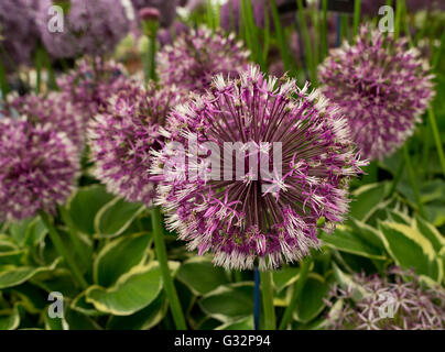 The Hillier Stand,The RHS Chelsea Flower Show,formally known as the ...