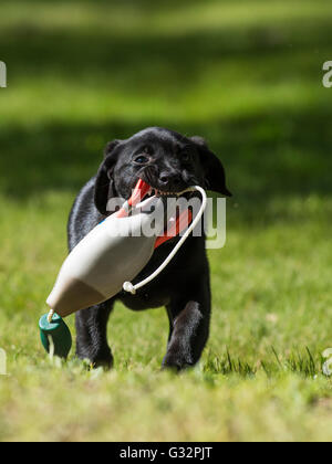 A Black Labrador Retriever retrieving a mallard training bumper Stock Photo