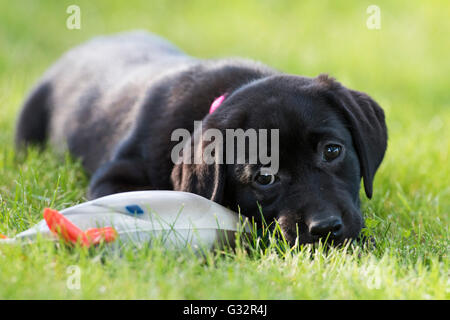 A Black Labrador Retriever laying next to a retriever dummy Stock Photo