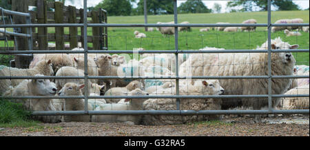 Sheep sitting by a gate in a field. Cotswolds, England Stock Photo