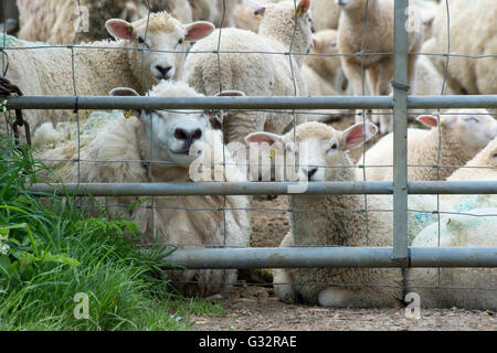 Sheep sitting by a gate in a field. Cotswolds, England Stock Photo