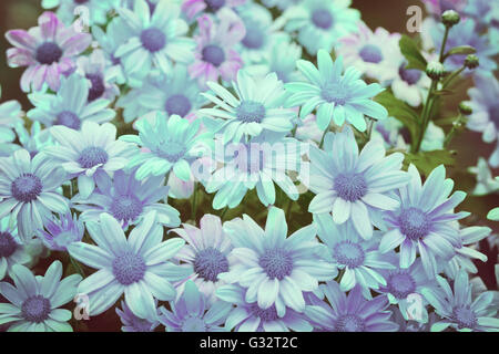 Vintage wilde chamomile flowers background Stock Photo