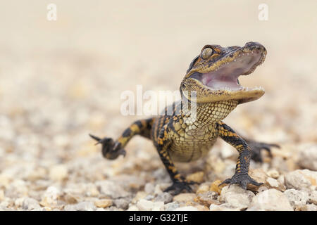 American Alligator (Alligator mississippiensis) hatchling, Florida, United States Stock Photo