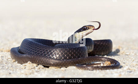 Black racer snake (Coluber constrictor) on road, Florida, United States Stock Photo