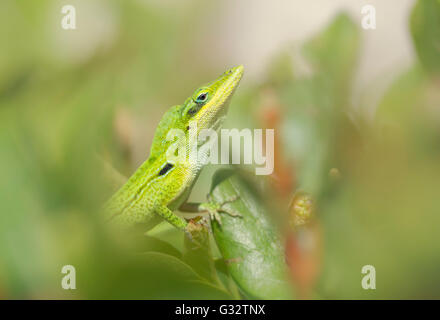 Florida green anole lizard (Anolis carolinensis) doing courtship display, Florida, United States Stock Photo