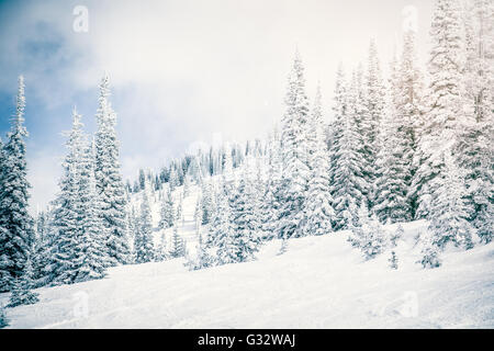 Snow covered landscape and evergreens, Steamboat Springs, Colorado, United States Stock Photo