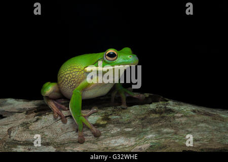 Frog sitting on branch, Jember, Indonesia Stock Photo - Alamy