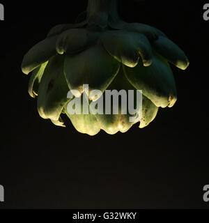 Close-up of artichoke Stock Photo