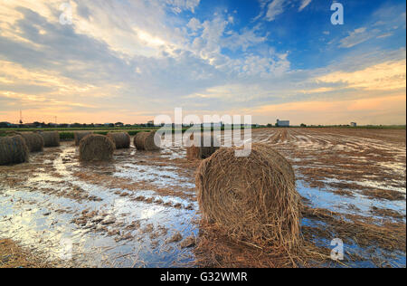 Hay bales in field, Selangor, Malaysia Stock Photo