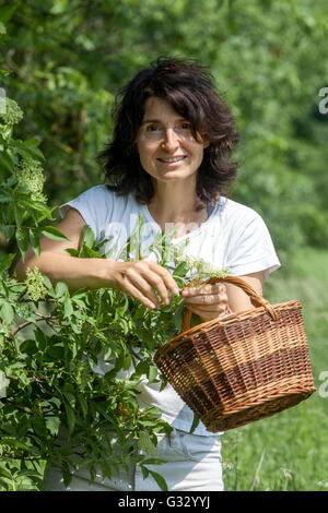 Woman picking elderberry, flower put to the wicker basket Stock Photo