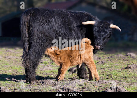 Black Scottish highlander mother cow with drinking newborn calf in spring season Stock Photo