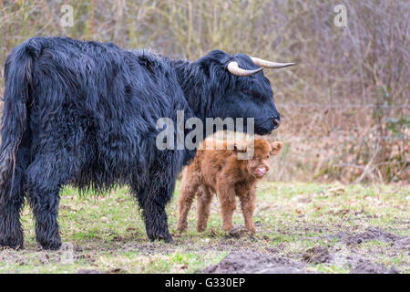 Black Scottish highlander mother cow with newborn brown calf in spring season Stock Photo