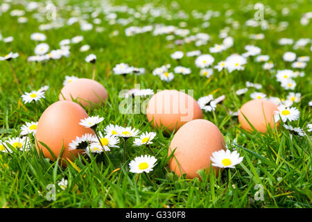 Chicken eggs in green meadow with blooming daisies in spring time Stock Photo