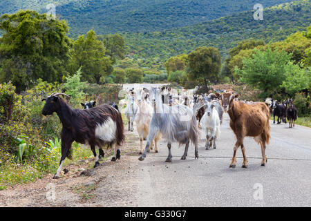 Herd of mountain goats walking on road in Greece Stock Photo