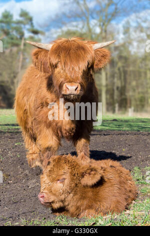 Mother scottish highlander cow standing near newborn brown calf in meadow Stock Photo