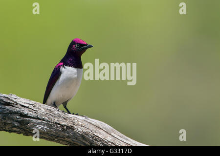 Violet-backed starling in Kruger national park, South Africa ; Specie Cinnyricinclus leucogaster family of Sturnidae Stock Photo