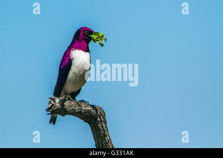 Violet-backed starling in Kruger national park, South Africa ; Specie Cinnyricinclus leucogaster family of Sturnidae Stock Photo