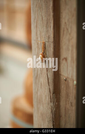 A large snail crawling up an old wooden pole on the side of a house shot with a shallow depth of field for subject isolation. Stock Photo