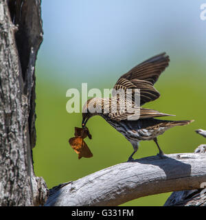 Violet-backed starling in Kruger national park, South Africa ; Specie Cinnyricinclus leucogaster family of Sturnidae Stock Photo