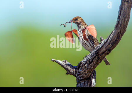 Violet-backed starling in Kruger national park, South Africa ; Specie Cinnyricinclus leucogaster family of Sturnidae Stock Photo