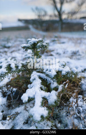Winter in the Scottish Borders, farmland near Lilliesleaf. Young Christmas tree being grown for future seasonal sales. Stock Photo