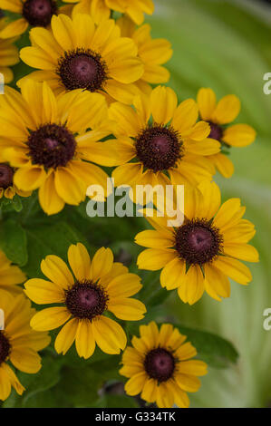 Rudbeckia TOTO, black eyed susan Stock Photo