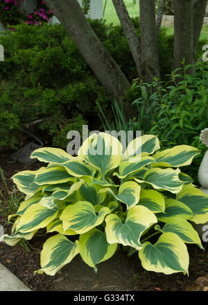 Hosta Liberty Stock Photo
