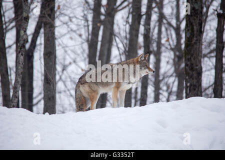 A lone coyote in a winter scene Stock Photo