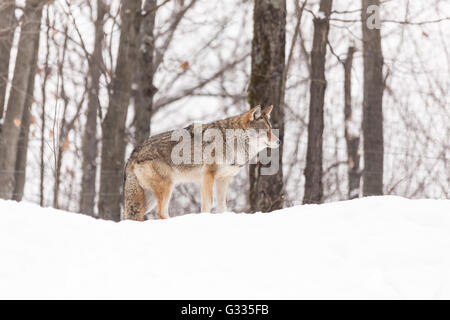 A lone coyote in a winter scene Stock Photo